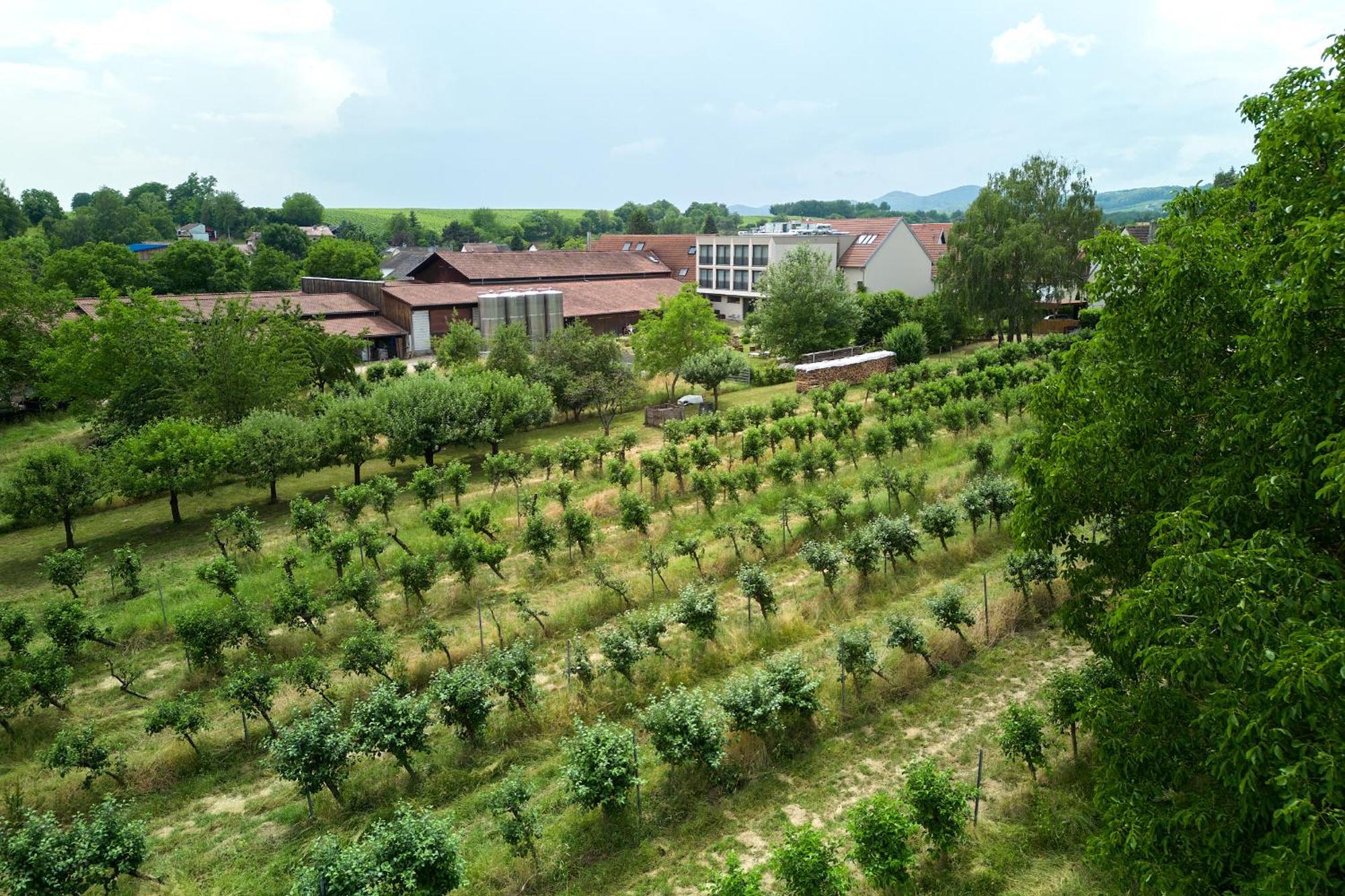 Weinhotel Fritz Walter Niederhorbach Экстерьер фото